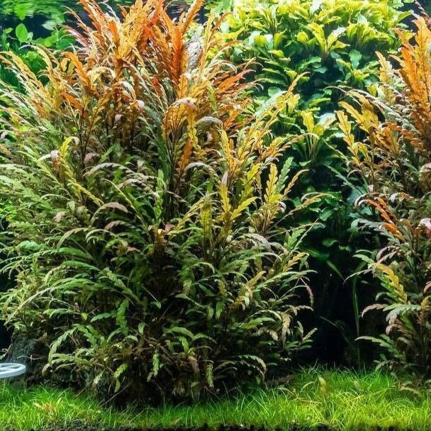 Гигрофила пиннатифида (Hygrophila pinnatifida) — изображение 3