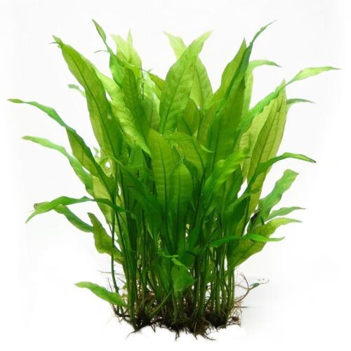 Папоротник таиландский крыловидный (Microsorum pteropus)