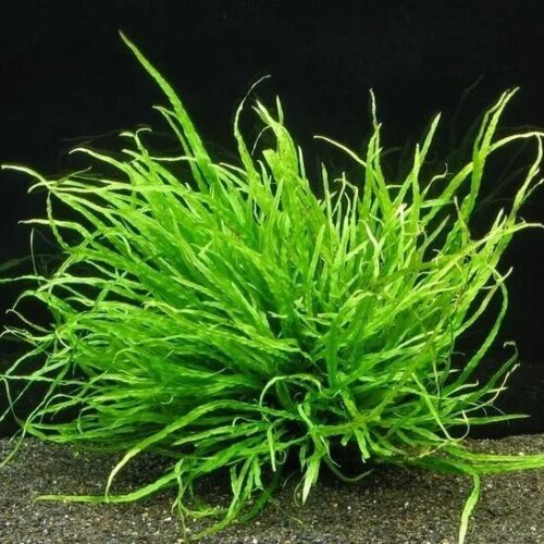 Папоротник таиландский узколистный (Microsorum pteropus «Narrow Leaf»)