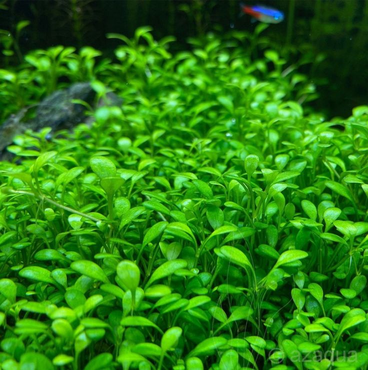 Глоссостигм (Glossostigma elatinoides)