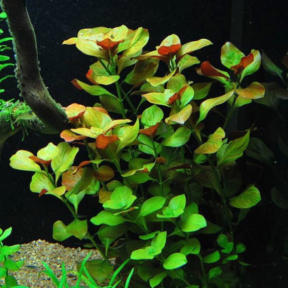 Людвигия репенс (Ludwigia repens) — изображение 2