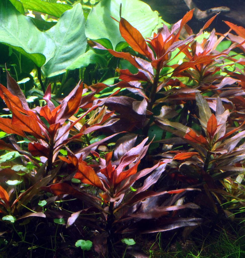 Людвигия гландулоза (Ludwigia glandulosa) — изображение 3