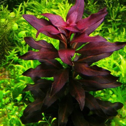 Людвигия гландулоза (Ludwigia glandulosa)