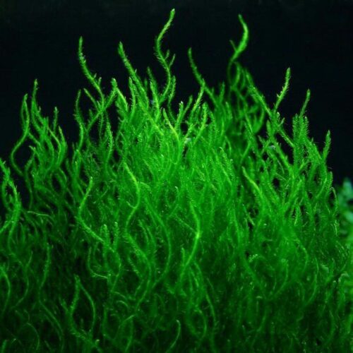 Мох Пламя (Flame Moss)