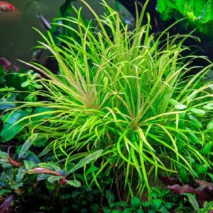 Бликса японская (Blyxa japonica)