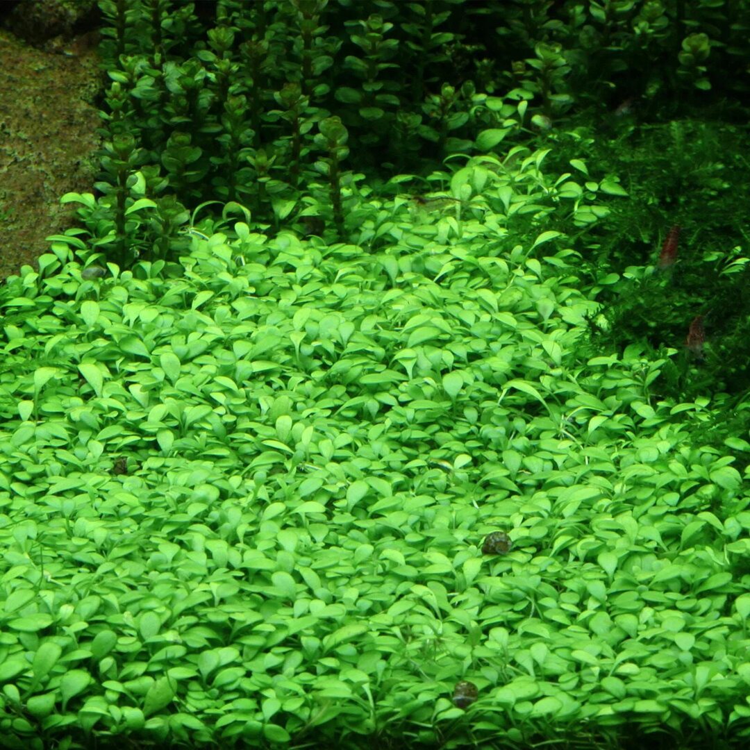 Глоссостигм (Glossostigma elatinoides) — изображение 2