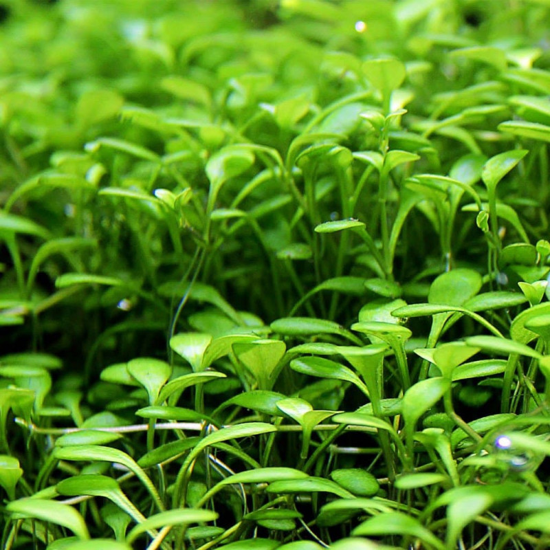 Глоссостигм (Glossostigma elatinoides) — изображение 3