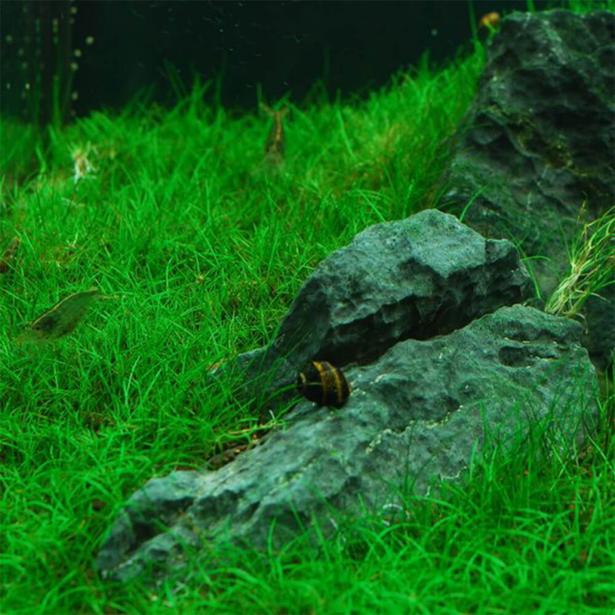 Элеохариса (Eleocharis sp. Mini) — изображение 3
