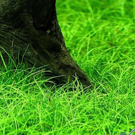 Элеохариса (Eleocharis sp. Mini) — изображение 2