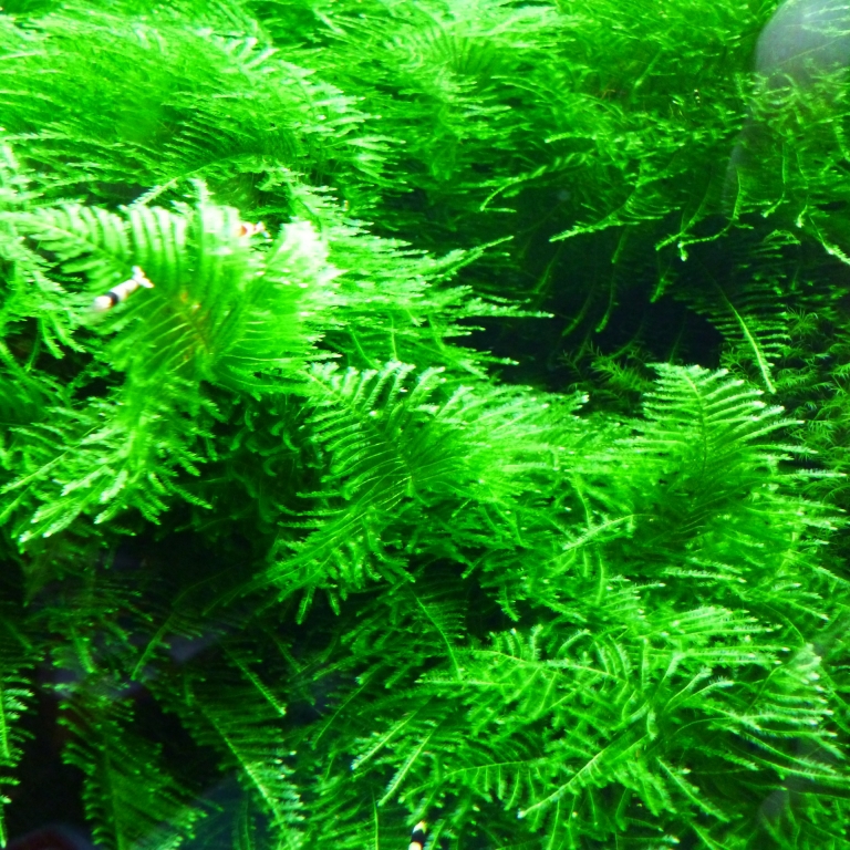 Мох Рождественский (Christmas Moss) — изображение 3