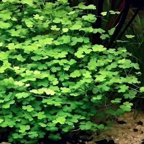 Гидрокотила трипартита (Hydrocotyle tripartita)