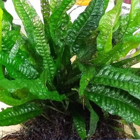 Папоротник таиландский крыловидный (Microsorum pteropus) — изображение 3