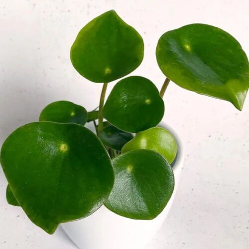 Пеперомия Хоуп РейнДроп (Peperomia hope raindrop)