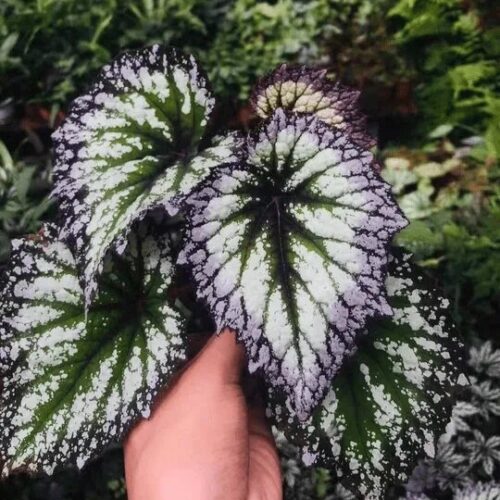 Бегония Рекс мини (Begonia rex mini)